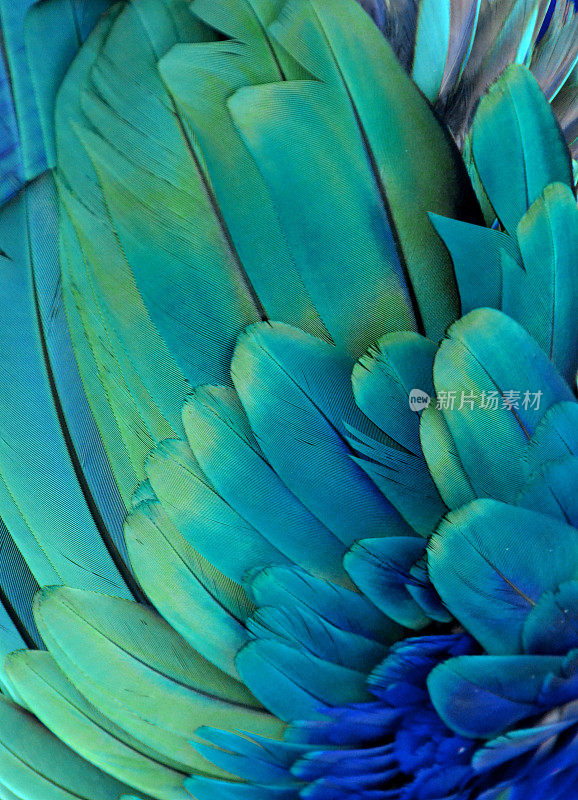 鹦鹉的羽毛(绿色/蓝色)